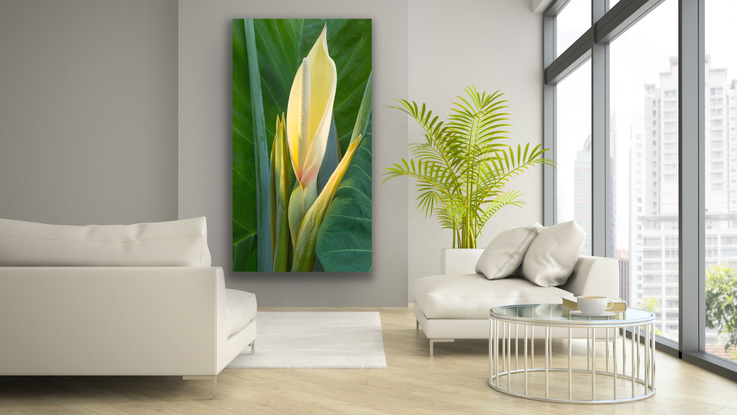 Wall demo of Taro Blossom, a fine art nature photograph by Kauai outdoor and landscape photographers Inspiring Images Hawaii.