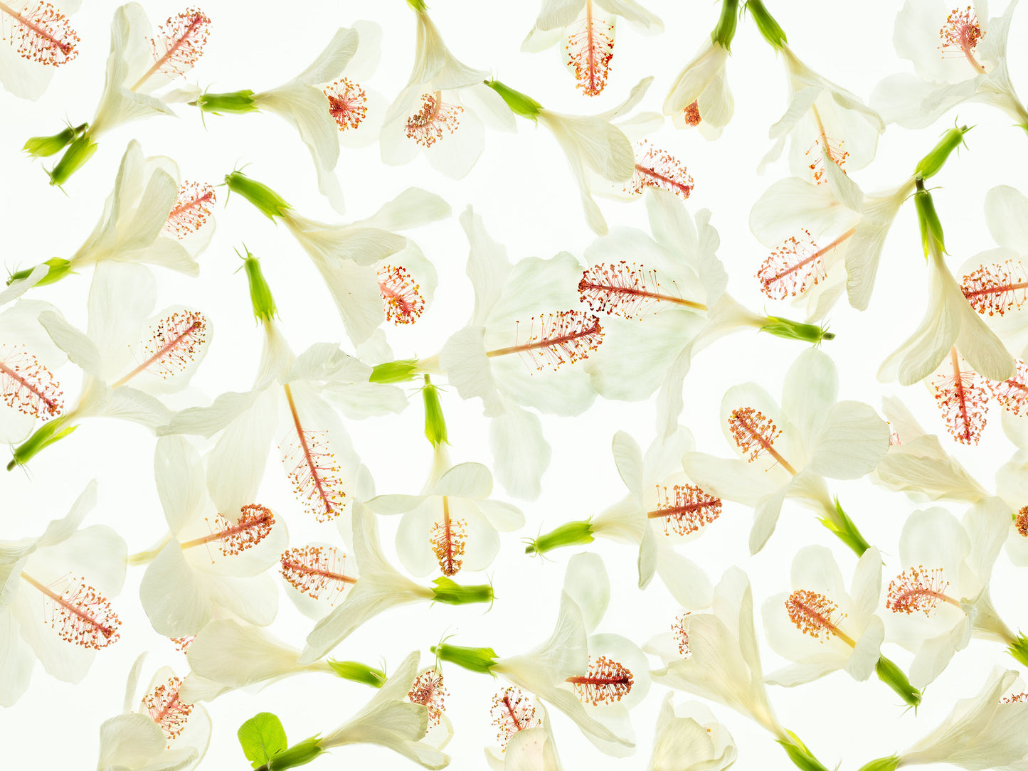 Fine art image of white hibiscus flowers on white light background illuminate the texture of the flower and its red stamen. Nature photograph by Inspiring Images Hawaii.