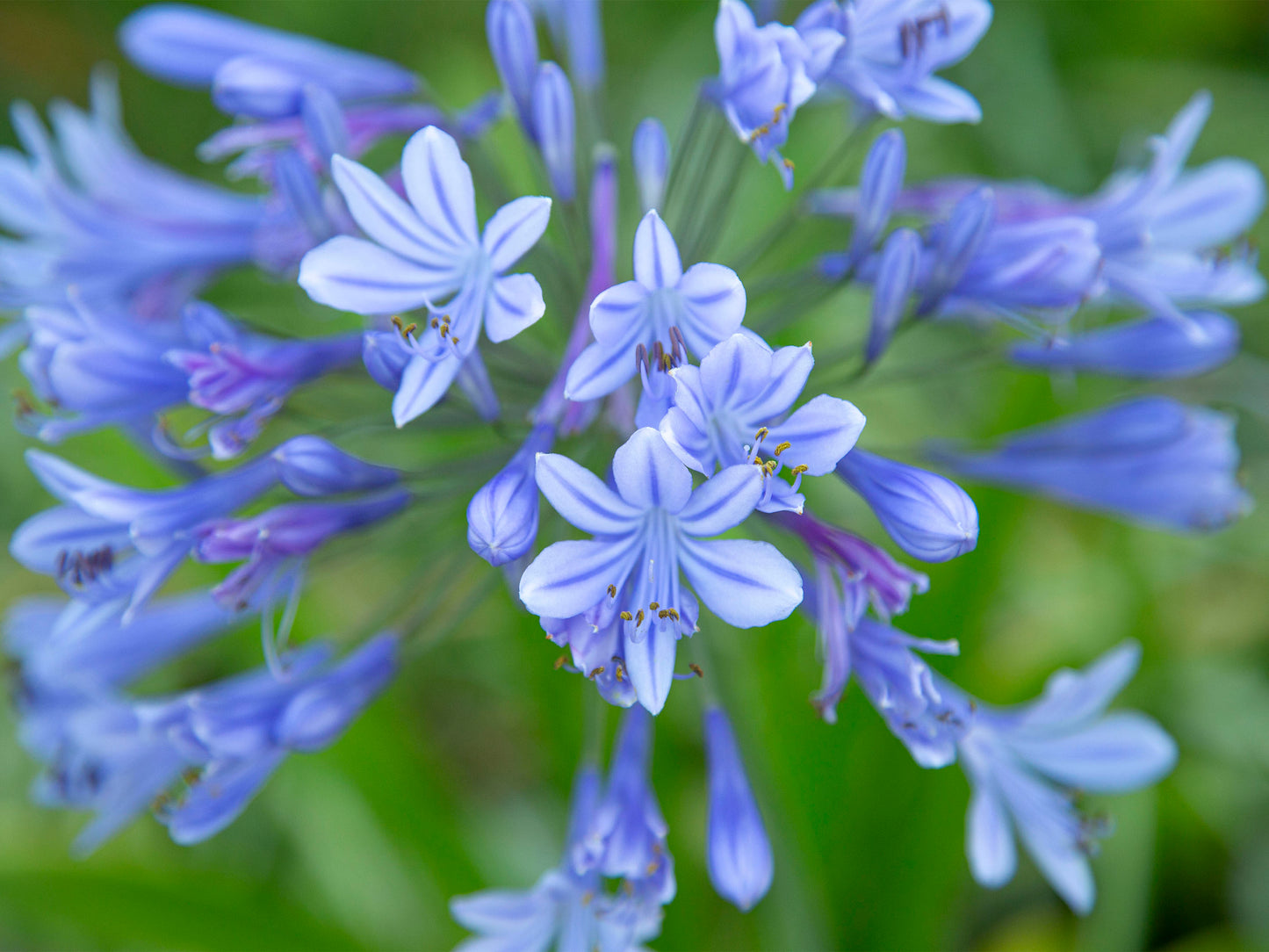 A fine art macro photograph of a lavender African Lily on Kauai, set against a background of green leaves. Nature photograph by Inspiring Images Hawaii.