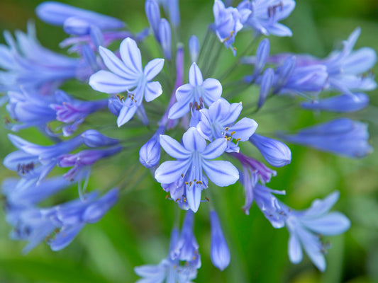 A fine art macro photograph of a lavender African Lily on Kauai, set against a background of green leaves. Nature photograph by Inspiring Images Hawaii.