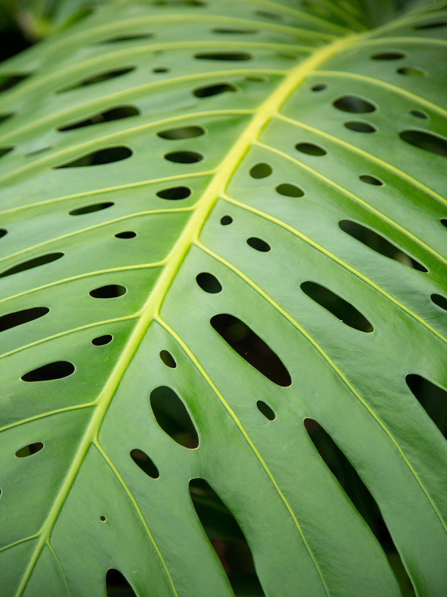 Macro photograph of a monstera leaf on Kauai. Fine art photograph by Inspiring Images Hawaii.