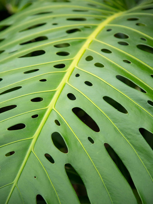 Macro photograph of a monstera leaf on Kauai. Fine art photograph by Inspiring Images Hawaii.