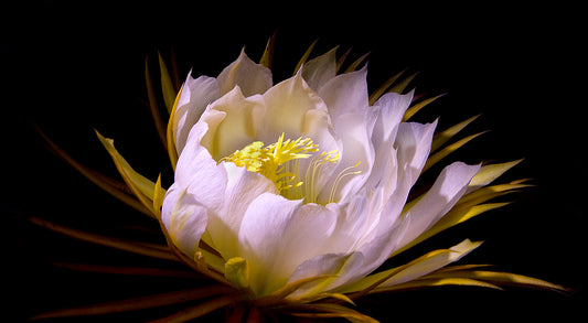 The Night Blooming Cereus, a soft white flower with yellow accents, is the subject of this fine art nature photograph by Kauai’s Inspiring Images Hawaii.