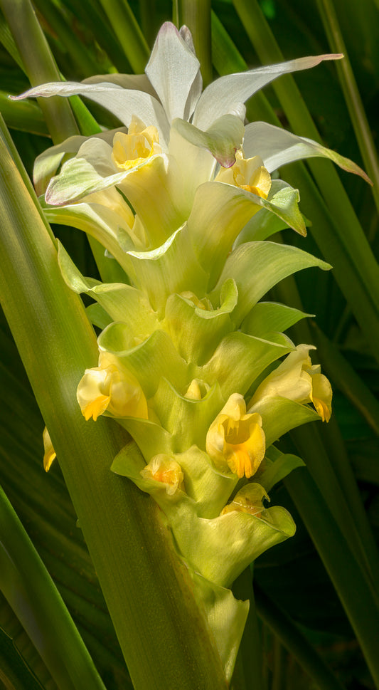 Fine art photograph of a white and gold Olena (Turmeric) blossom. Nature photograph by Kauai’s Inspiring Images Hawaii.
