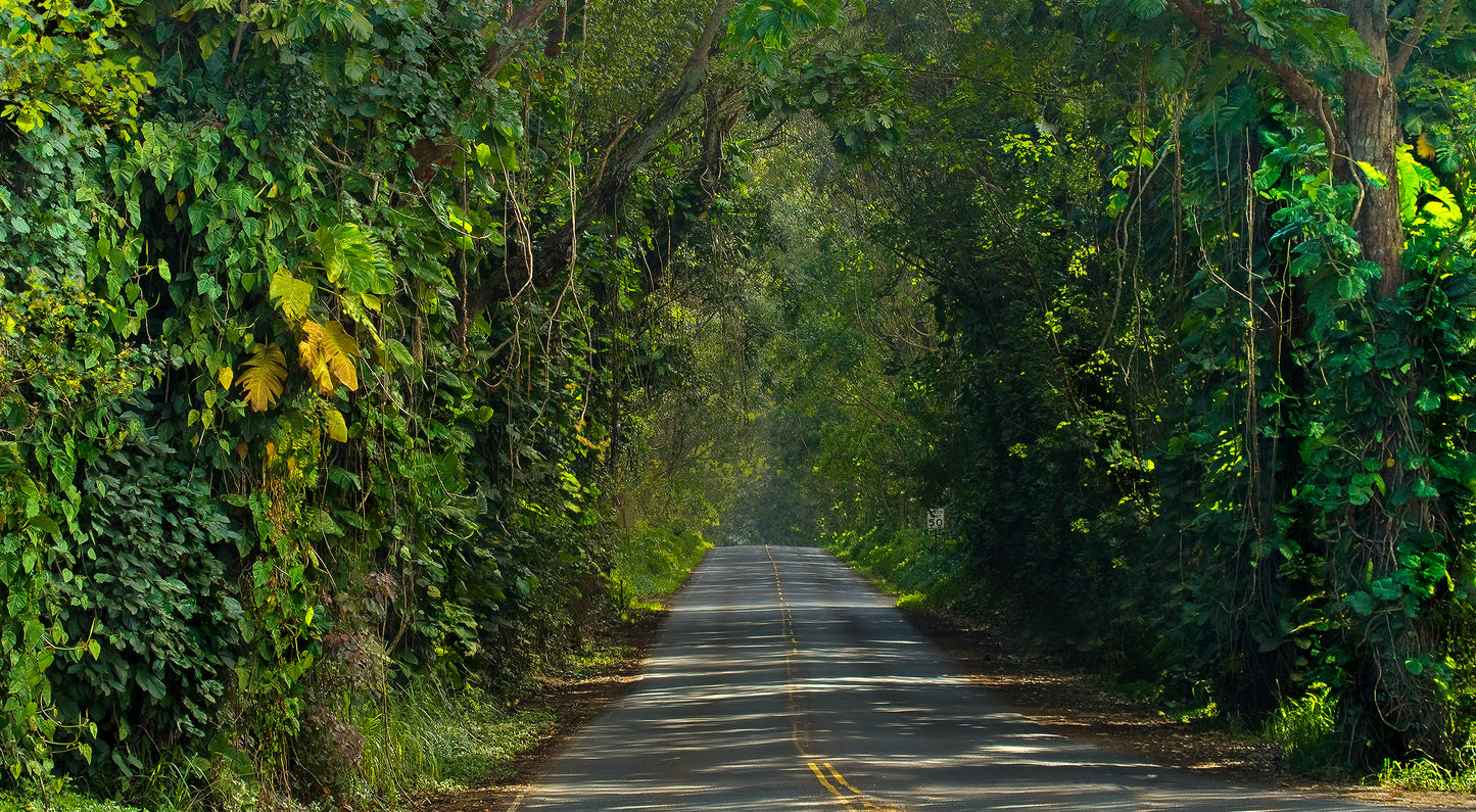 Fine art landscape photograph, Tunnel of Trees Cathedral showcases Kauai’s lush tree lined roadway. Outdoor and nature photography by Inspiring Images Hawaii.
