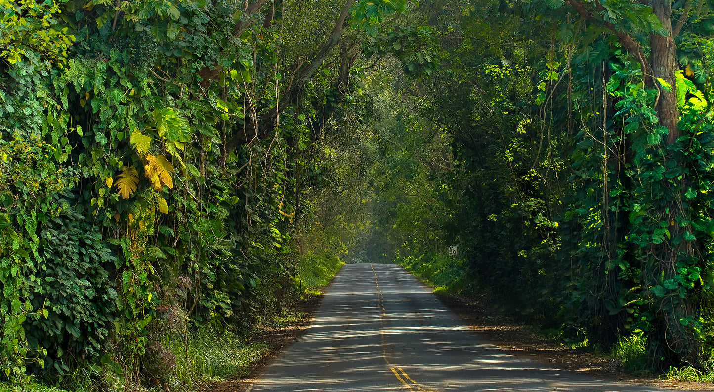 Fine art landscape photograph, Tunnel of Trees Cathedral showcases Kauai’s lush tree lined roadway. Outdoor and nature photography by Inspiring Images Hawaii. 