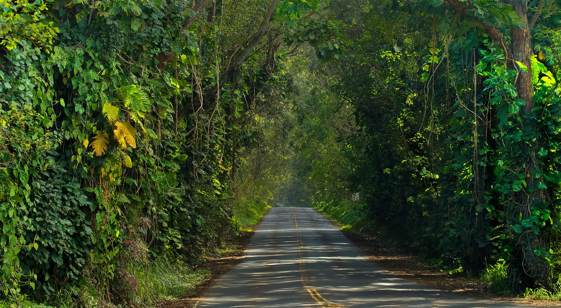 Fine art landscape photograph, Tunnel of Trees Cathedral showcases Kauai’s lush tree lined roadway. Outdoor and nature photography by Inspiring Images Hawaii.