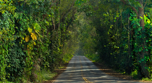 Fine art landscape photograph, Tunnel of Trees Cathedral showcases Kauai’s lush tree lined roadway. Outdoor and nature photography by Inspiring Images Hawaii.