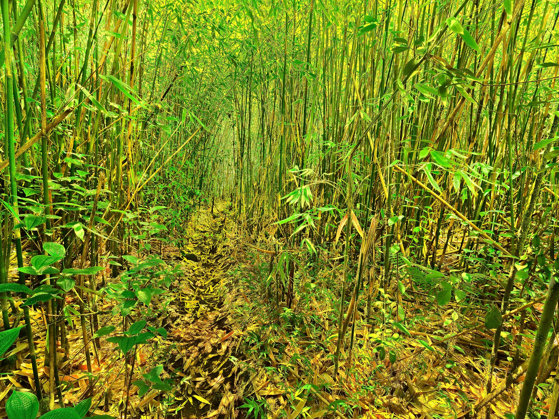 Fine art photograph of a trail through a vibrant green bamboo thicket on Kauai. Image by Inspiring Images Hawaii.