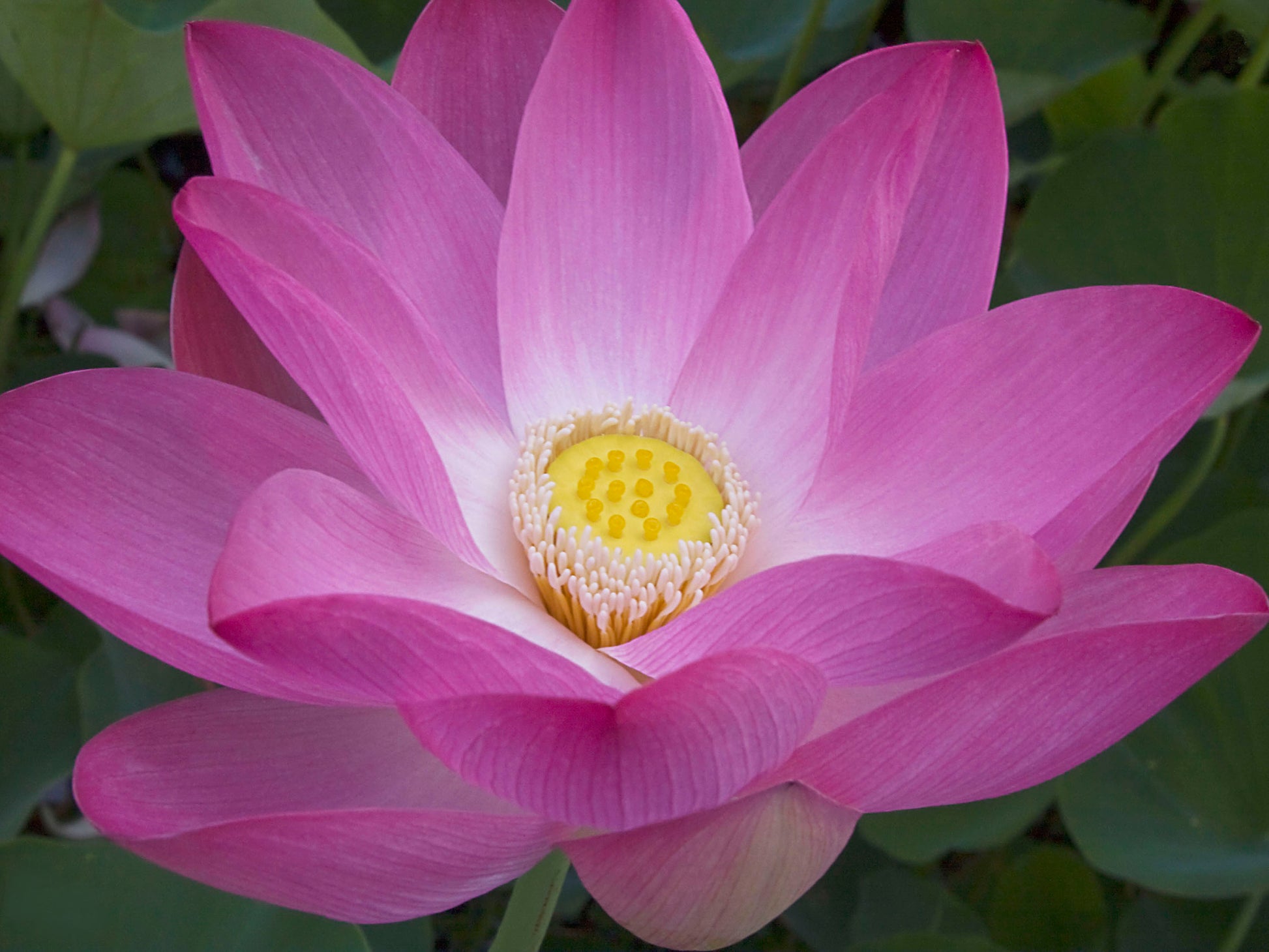Close up fine art photograph of a brilliant pink lotus flower with a background of green leaves. Nature photography by Inspiring Images Hawaii.