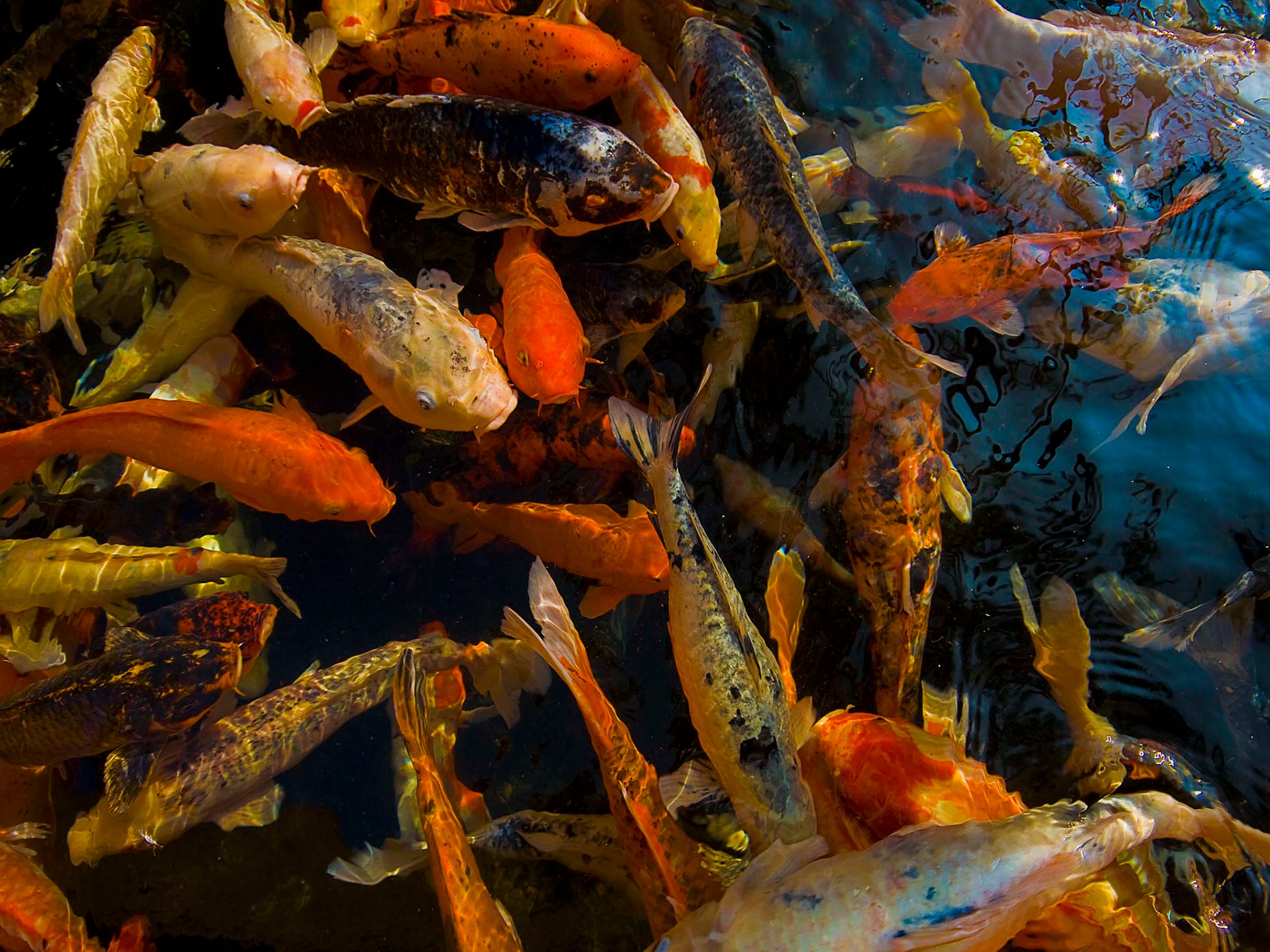 Brilliant colored koi fish pose for the camera in this fine art photograph by Inspiring Images Hawaii. 