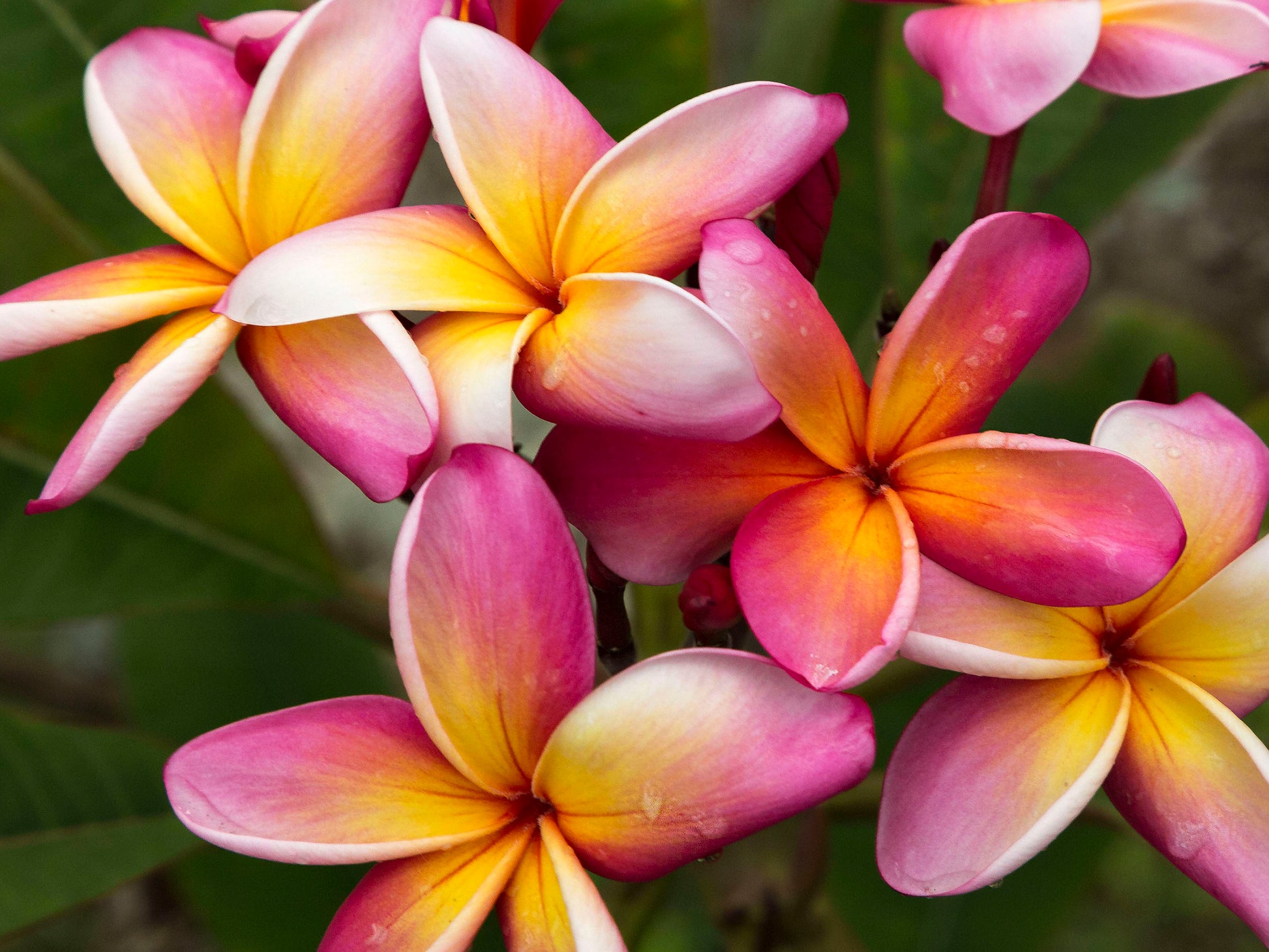 Fine art photograph of pink and gold plumeria flowers. Photograph by Kauai nature photographers Inspiring Images Hawaii.