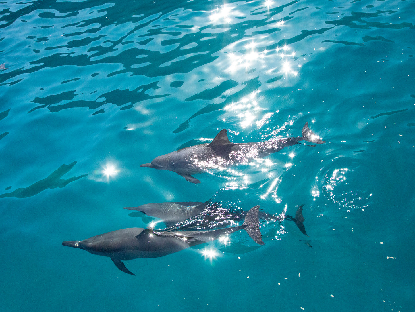 Three dolphins swim side by side in glistening turquoise waters. Fine art photograph by Kauai nature photographers Inspiring Images Hawaii.