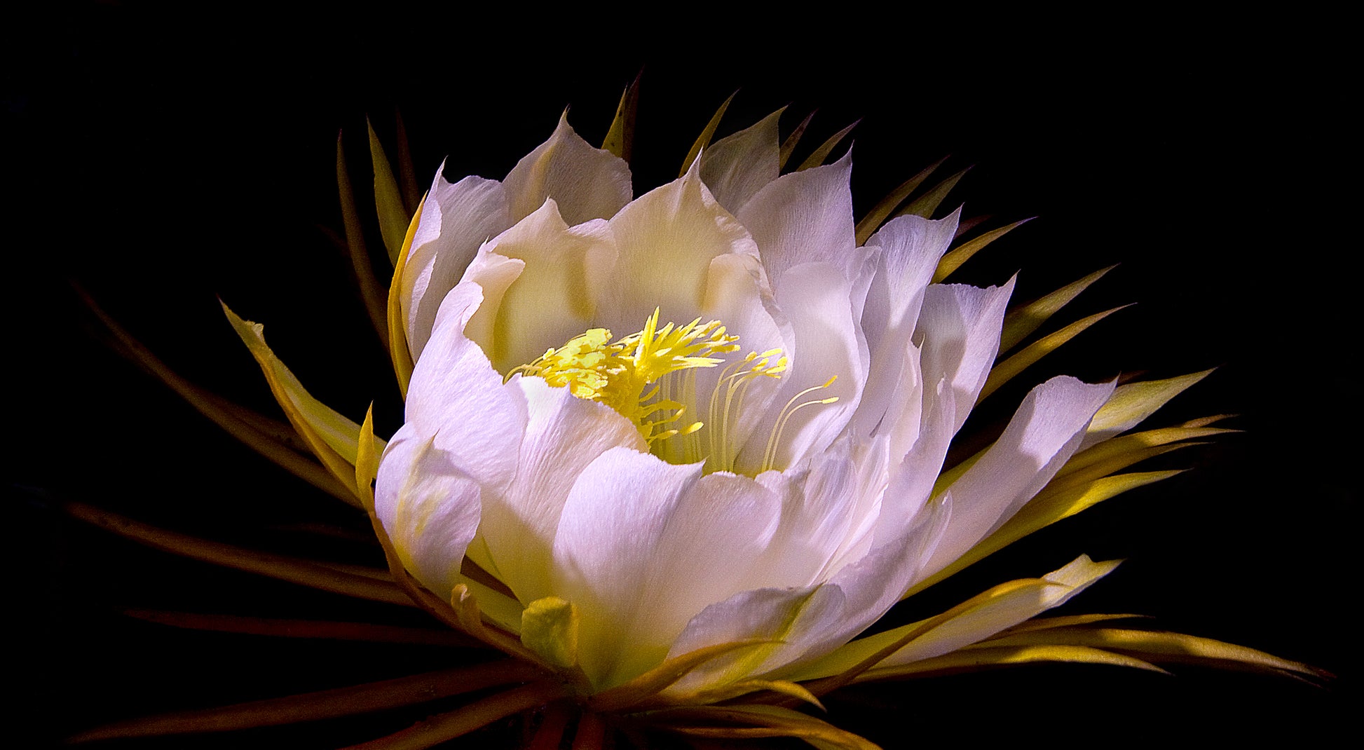 The Night Blooming Cereus, a soft white flower with yellow accents, is the subject of this fine art nature photograph by Kauai’s Inspiring Images Hawaii.