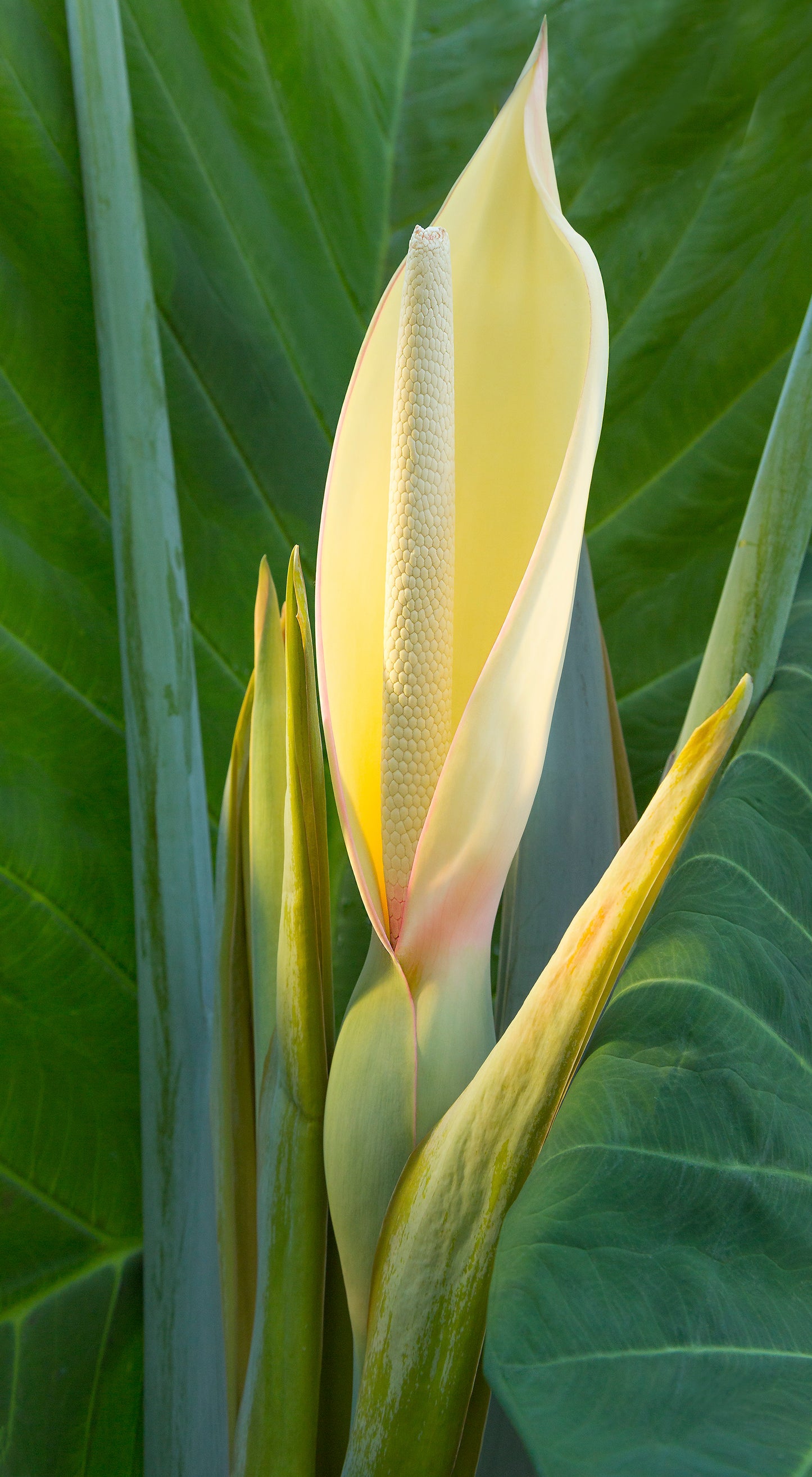 A fine art photograph of a pastel yellow taro flower with green leaves in the background. Outdoor and landscape photography on Kauai by Inspiring Images Hawaii.